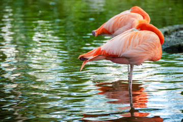 zoologico de Pereira 