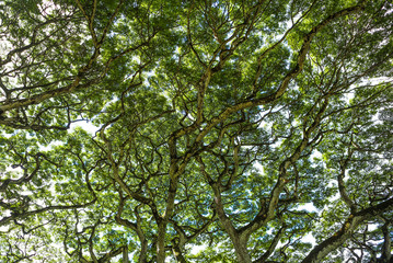 Looking up into a big tree canopy full of green leaves. 
