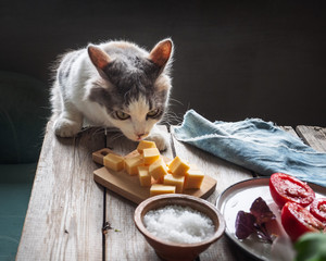 The young fluffy looks sternly at the cheese and wants to steal a piece from the table, a rustic...