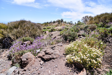 Desert valley landscape