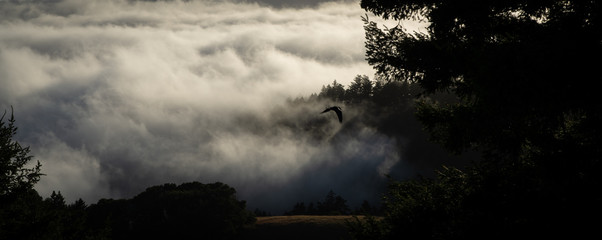 crow and fog
