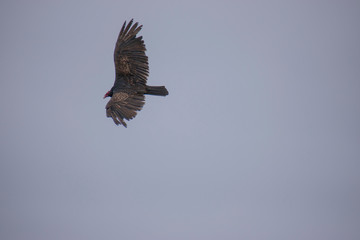 Buzzards on the North California Coast at Sea Ranch