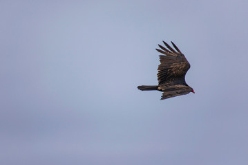 Buzzards on the North California Coast at Sea Ranch
