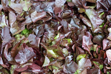 Red oak lettuce in vegetable farm.