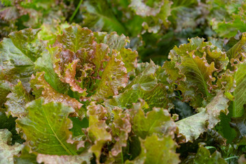 Red oak lettuce in vegetable farm.