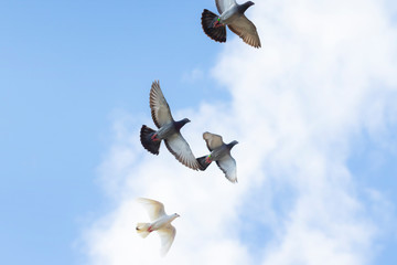 flock of homing pigeon bird flying with freedom against cloudy sky
