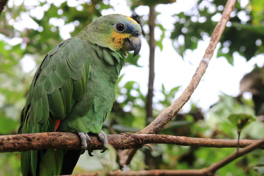 A beautiful mealy parrot sitting on a branch