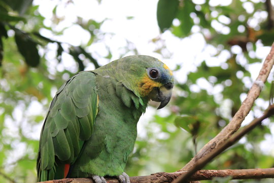 A beautiful mealy parrot sitting on a branch