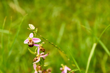 Orchidée, Orphys abeille (Ophrys apifera)