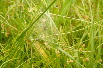 Pisaure admirable (Pisaura mirabilis), bébés araignées dans la toile pouponnière 