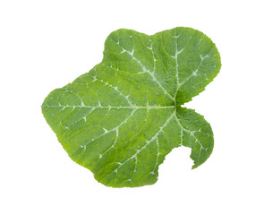Green pumpkin leaf with clipping path isolated on white background