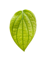 Green betel leaf with clipping path isolated on white background