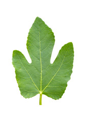 Green fig leaf with clipping path isolated on white background