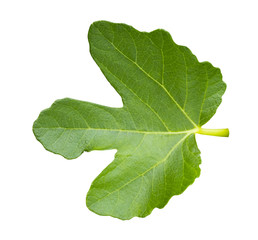 Green fig leaf with clipping path isolated on white background