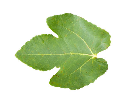 Green fig leaf with clipping path isolated on white background