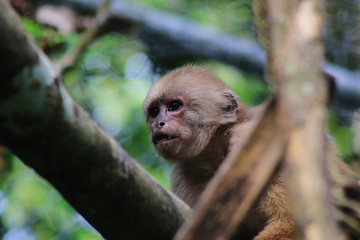 Close up of a Brown capuchin monkey, cebus albifrons