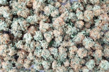 Cannabis Buds Texture