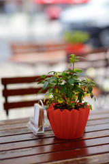 Outdoors cafe in Cologne, Germany