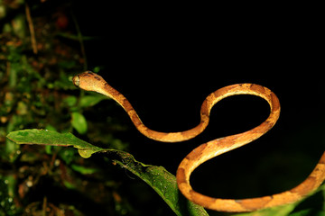 A blunt headed snake, imantodes lentiferus, in a typical stance for snakes