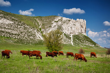 Fototapeta premium Cows graze in a field amid the rocks