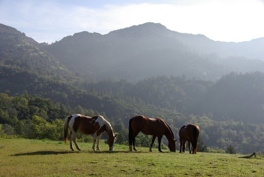 Horses Grazing on Hazy Hillside Pasture