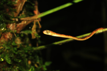 the front part of a blunt headed snake, imantodes lentiferus, with a very large eye