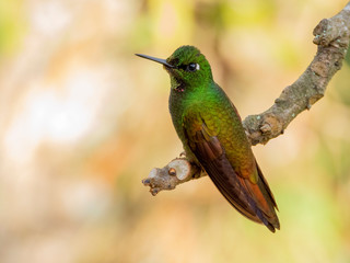 Fototapeta premium Brazilian Ruby