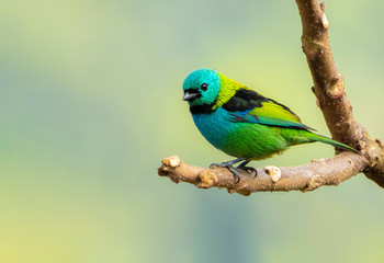 Green-headed Tanager