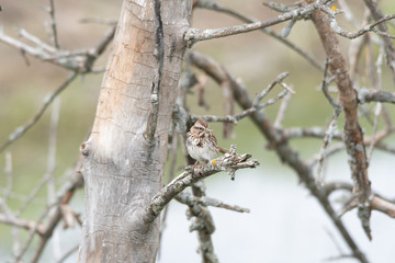 Fototapeta premium Song bird