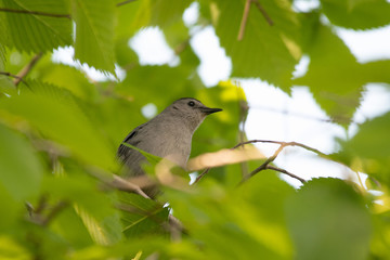 Bird with leafs
