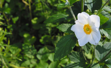 white flower in the garden