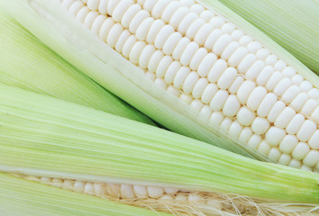 White corn ears background