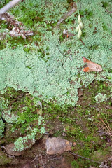 Lichen and Moss Summer Forest Floor Detailed View. Beautiful greens and brown. Lots of interesting textures. Leaves, pine needles and seeds all frame this story of a warm day in the woods.