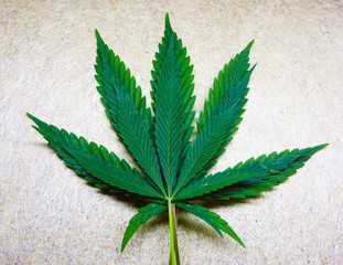Wild marijuana leaves. Legalization of drugs. Isolate.