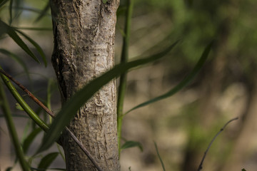 Obraz premium Forest Tree Close-up