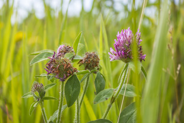 Prairie Flower