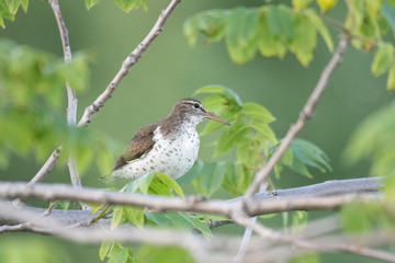 a nice Spotted sandpiper