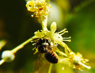 Wild bees collect nectar from the flowering Linden.