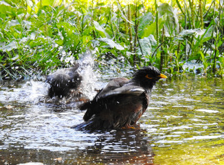 Blackbird bathing in a puddle.