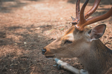 Deer in the park