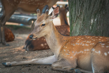 Deer in the park