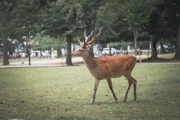 Deer in the park