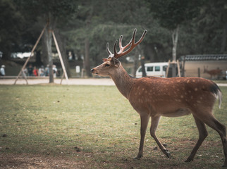 Deer in the park