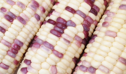 White and purple corn ears 