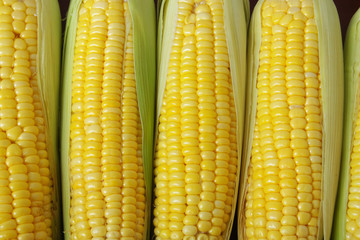 Raw sweet corn ears