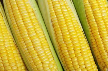 Sweet corn ears background