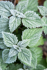 first frost on green nettle mint leaves, a view from above