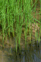 field and farm in Thailand, rice and tree