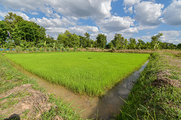Fototapeta na wymiar field and farm in Thailand, rice and tree