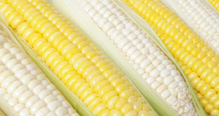 Yellow and white corn